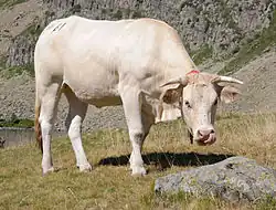 plavý aquitánský skot na pastvině v Pyrenejích
