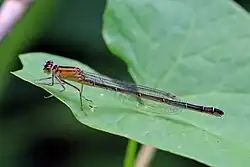 Ischnura elegans f. rufescens-obsoleta