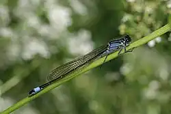 Ischnura elegans f. violacea