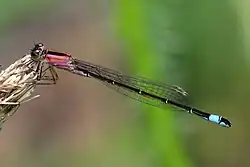 Ischnura elegans f. rufescens
