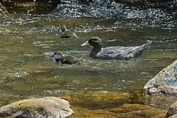 Fotografie kachny, jak plave po řece se dvěma mláďaty