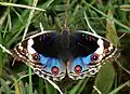 Babočkovitý motýl Junonia orithya