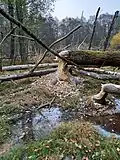 Strom pokácený bobrem