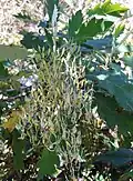 Květenství Bocconia arborea