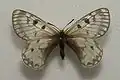 Parnassius boedromius