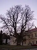Bohdalická lípa