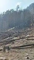 Následky požáru při cestě z Hřenska na Meznou.