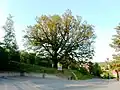 Bojkovský dub nad kostelem