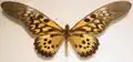Papilio antimachus
