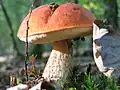 Křemenáč osikový Leccinum aurantiacum