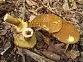 Klouzek dutonohý Boletinus cavipes