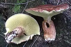Hřib dutonohý