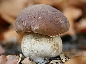 alternativní popis obrázku chybí
