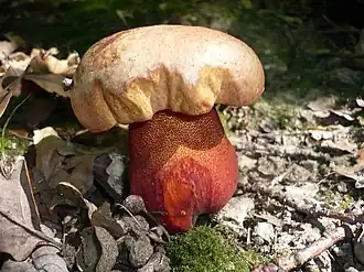 hřib žlutoměďový