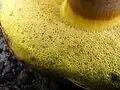Rourky (hřib modračka – Boletus pulverulentus)