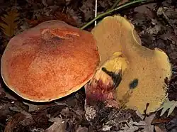 Hřib Quéletův Boletus queletii