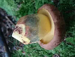 Boletus speciosus