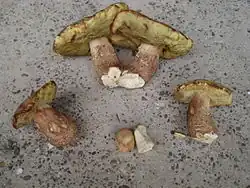 Boletus subcaerulescens