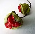Plody Bomarea edulis