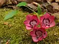 Bomarea salsilla