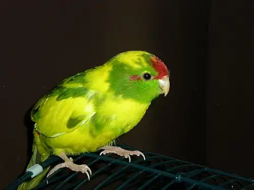 Strakatá