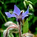 Brutnák lékařský (Borago officinalis)