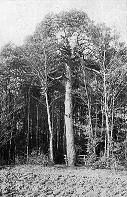 kolem roku 1930