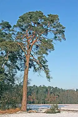 borovice lesní (Pinus sylvestris)