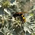 Megascolia maculata