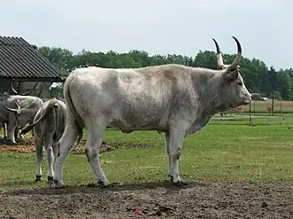 býk maďarského stepního skotu