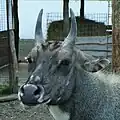Nilgau pestrý