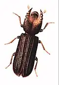 Bostrychoplites cornutus[5]