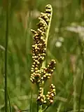 Sporangia vratičky měsíční (Botrychium lunaria)