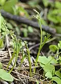 Drobný druh B. montanum