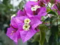 Bugenvilea lysá (Bougainvillea glabra)
