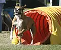 Německý boxer opouští tunel při závodě agility