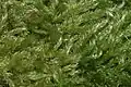 Baňatka draslavá (Brachythecium salebrosum)