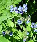 Pilátka vždyzelená (Pentaglottis sempervirens)