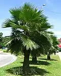 Brahea edulis, endemit ostrova Isla Guadalupe