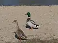 Pláž na dolním konci Ostrůvku