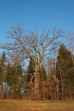 Branské doubí