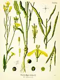 Brukev řepka (Brassica napus)