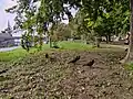 Cesta vozu přes park