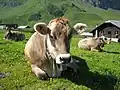 Stádo hnědého skotu na alpské pastvině