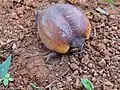 Breviceps fichus, Tanzanie
