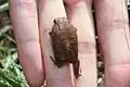 juvenilní otylka mosambická (Breviceps mossambicus)