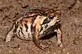 otylka písečná (Breviceps rosei rosei), JAR