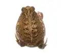 otylka písečná (Breviceps rosei vansoni), JAR