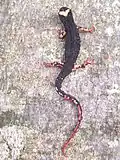 Mlok brýlatý (Salamandrina tergididata)