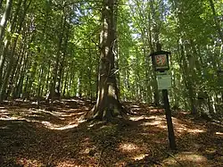 Brodská
